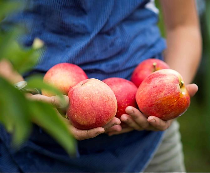 Verse appels