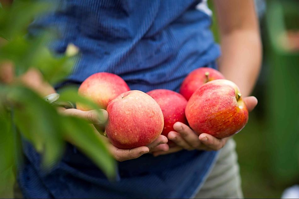 Verse appels