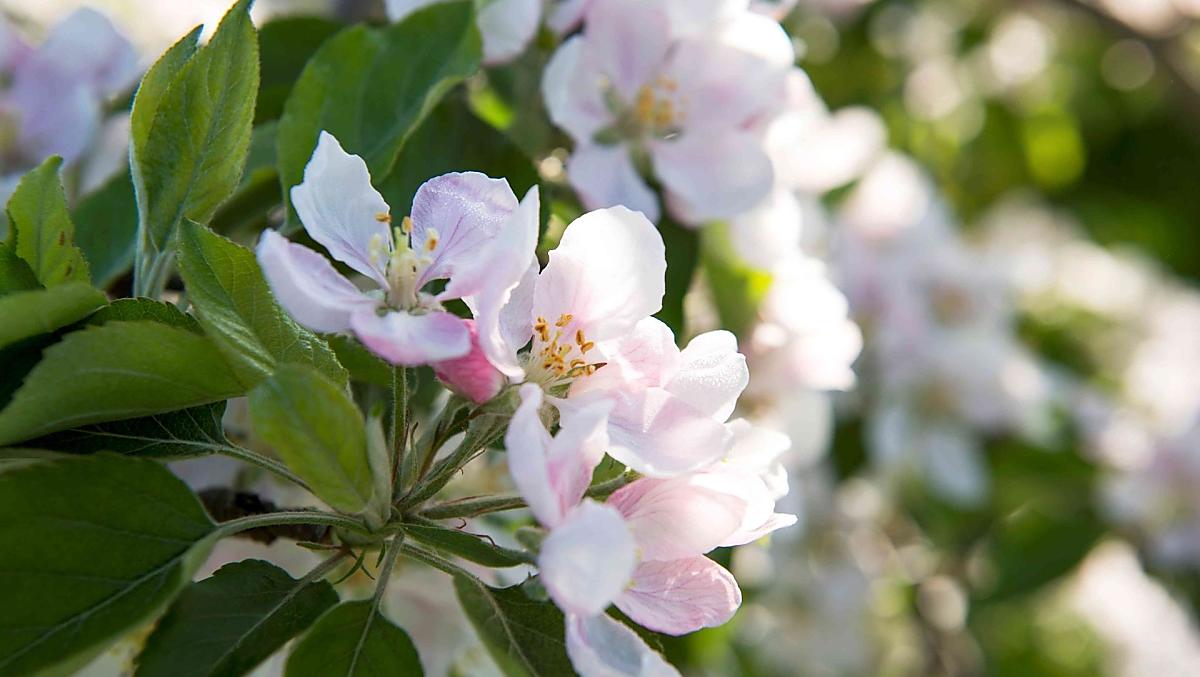 Appelbloesem in de lente