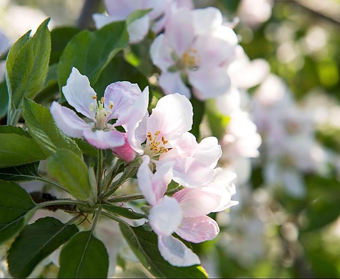 Appelbloesem in de lente