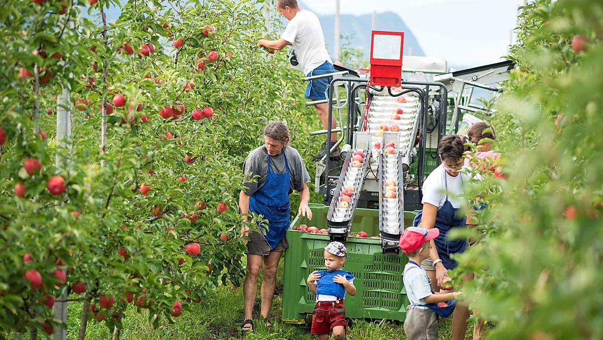 Appeloogst in de herfst