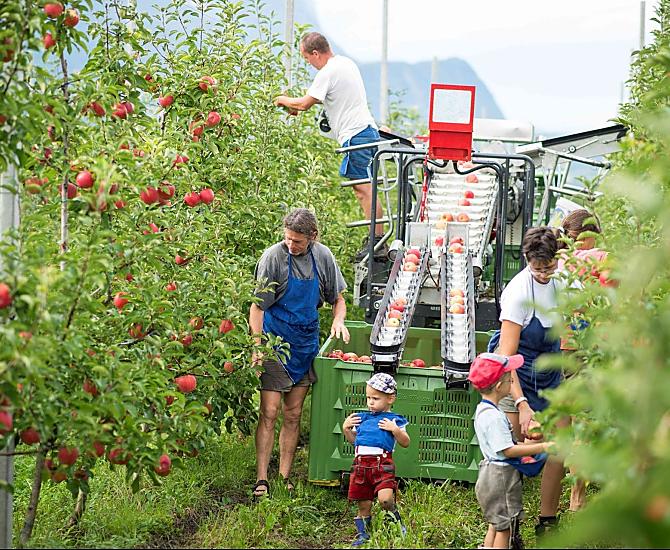 Appeloogst in de herfst