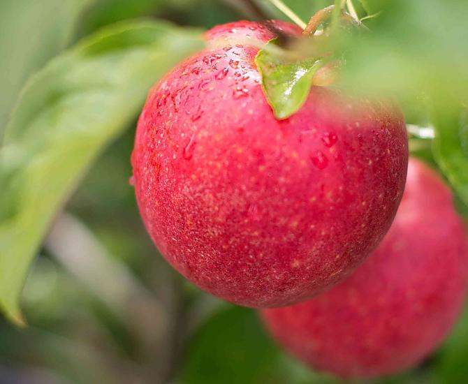Appeldroom in de herfst