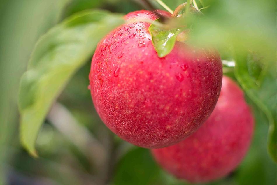 Appeldroom in de herfst