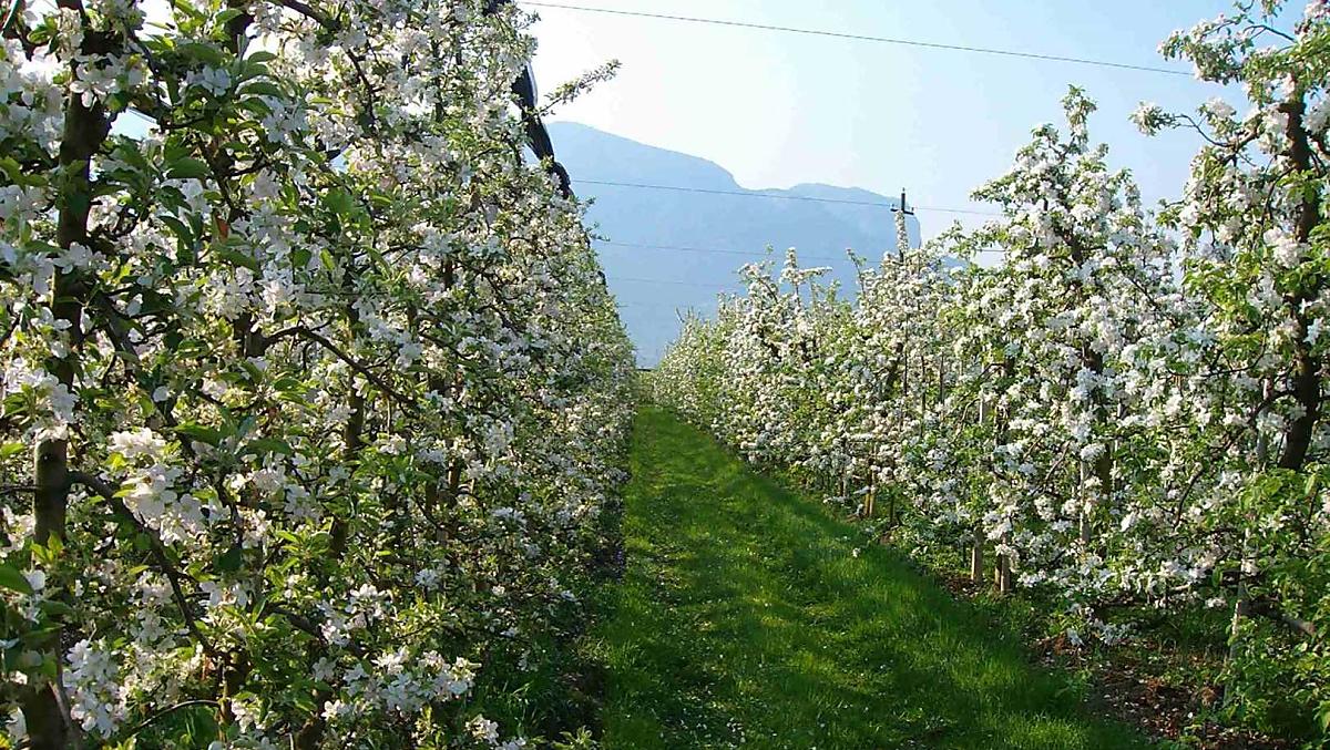 Appelbomen in volle bloei