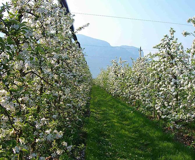 Appelbomen in volle bloei