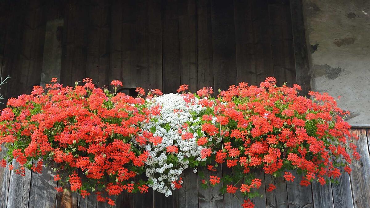 Zomerbloemen