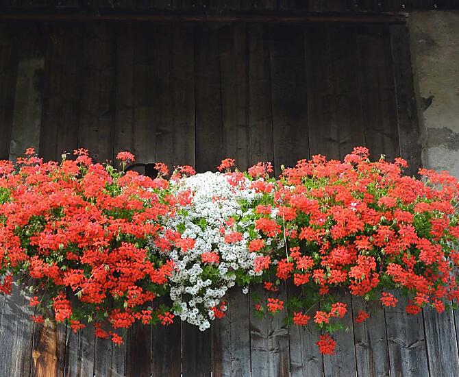 Zomerbloemen